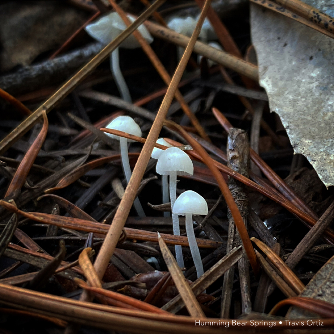 forest mushroom